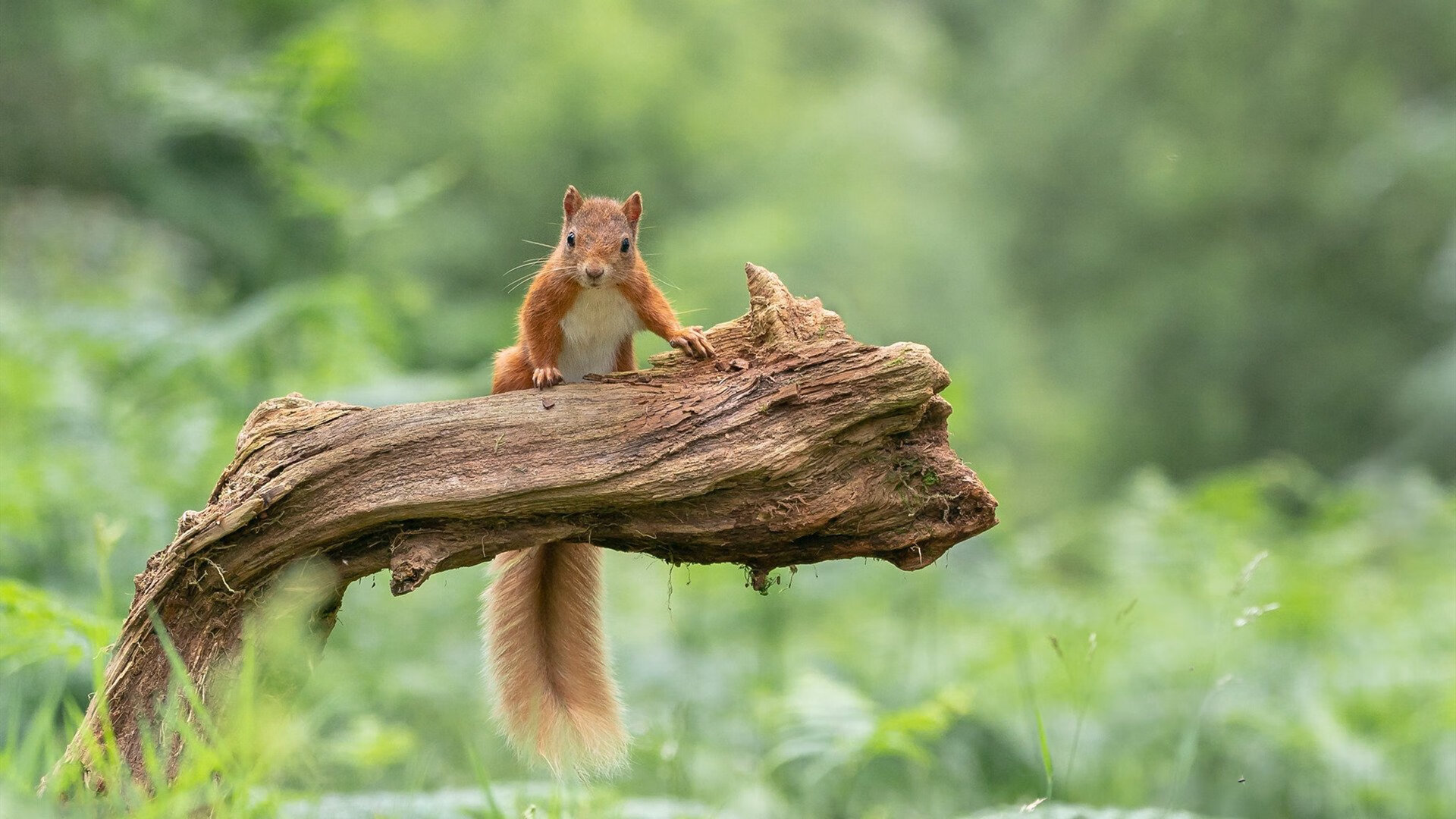 球员私人教练是否影响球队统一训练，nba私人教练