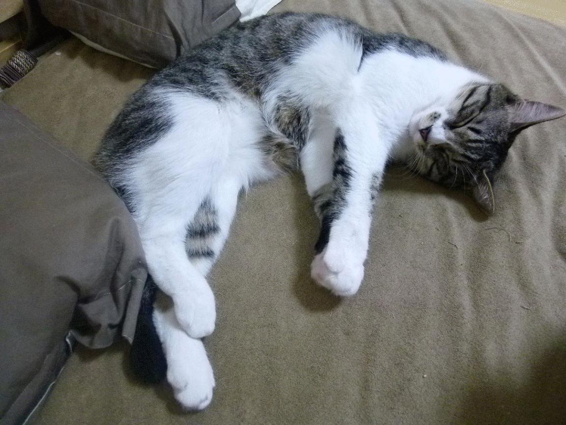 莱斯特城锋线老将瓦尔迪：继续为球队贡献力量，莱瓦汀史尔特尔