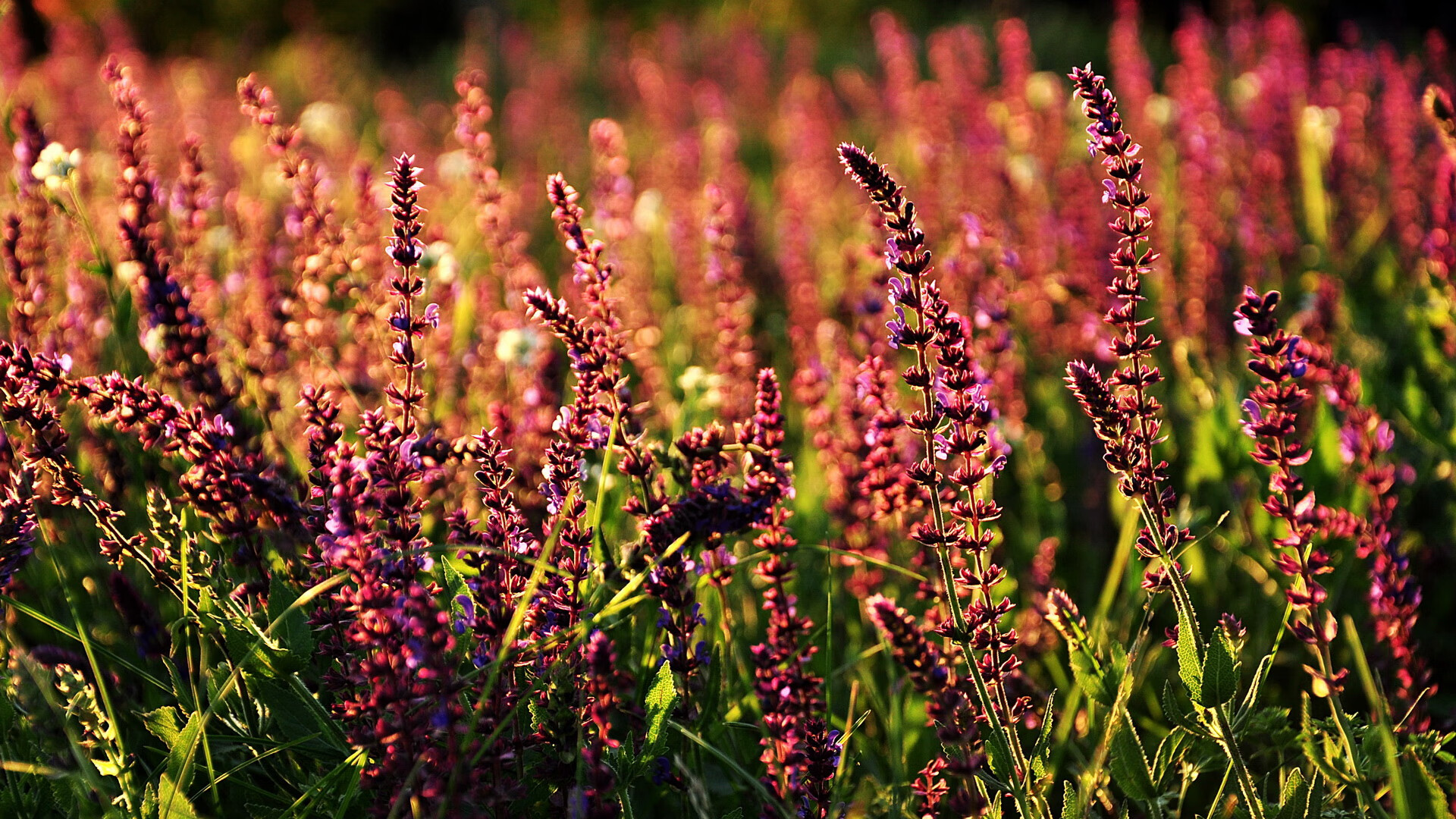 “简阳文体中心：羽毛球赛场高手对决，观众连连喝彩”