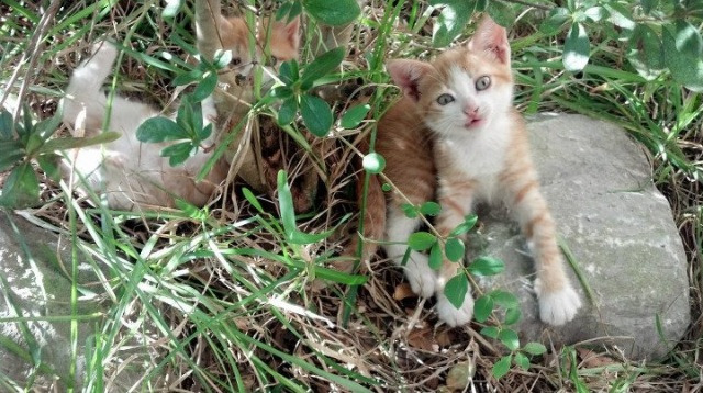 东亚杯中国青年队夺冠 球迷欢呼雀跃，东亚杯2020结果