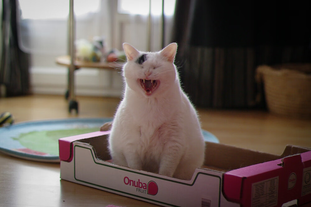 im体育官网登录-中国队在东亚杯中夺冠 悬念终结燃爆全场，东亚杯中国队名单