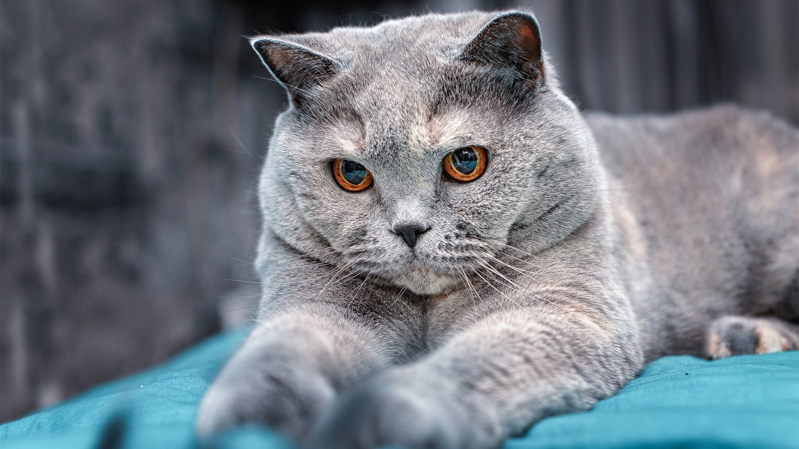 中国足球联赛俱乐部市场开拓力度加大，我国足球俱乐部