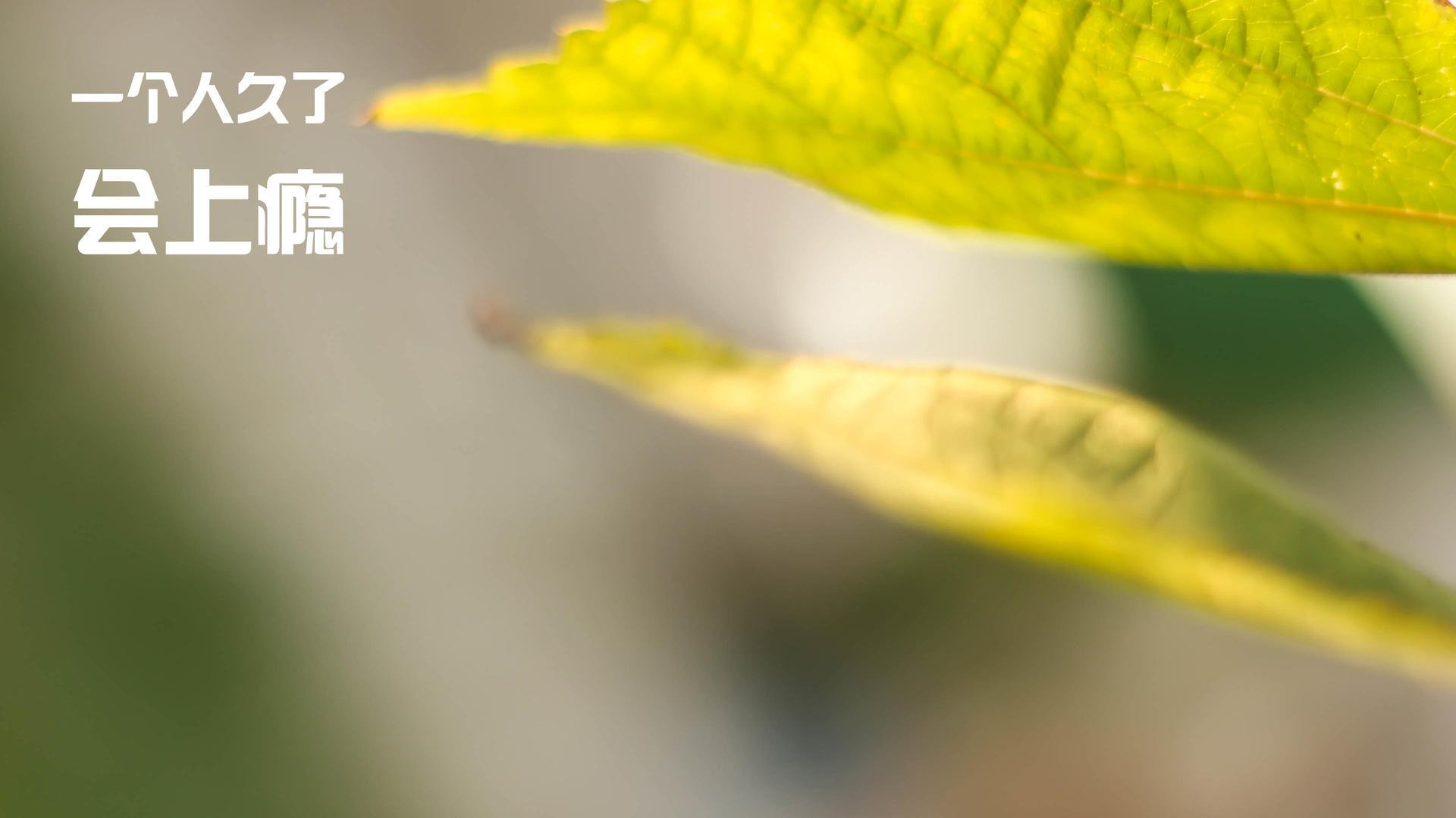 IM体育下载-卢卡·乌兰多200蝶决赛全力出击，卢卡集锦