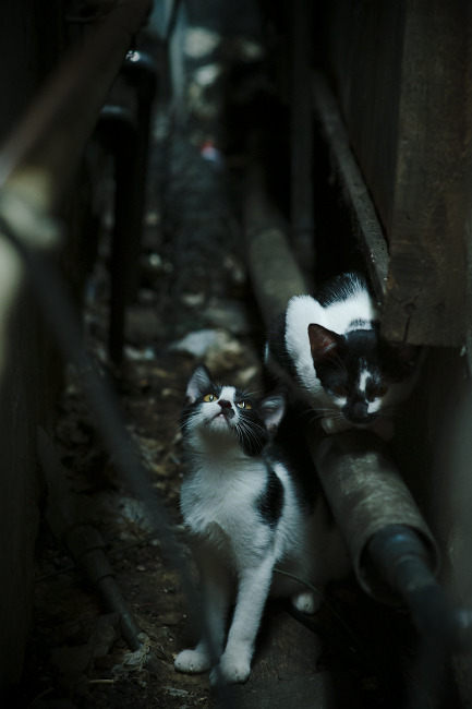 地方赛事奖金机制优化吸引更多社会力量参与竞技平台，比赛奖金发放时间标准