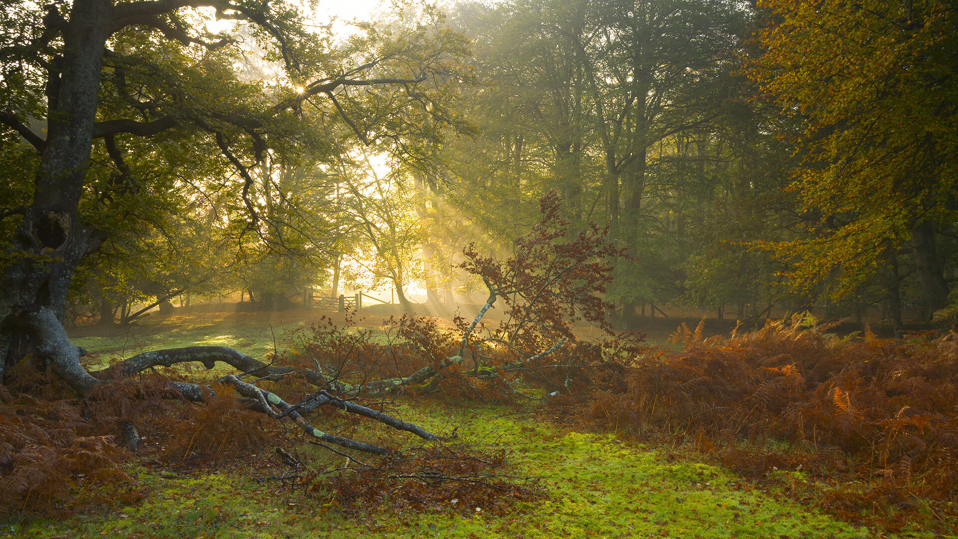 im体育网页版-巴西队在南美预赛中占据榜首，提前晋级