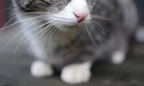 意甲攻防大战：场面火爆，精彩纷呈，意甲防守怎么这么严