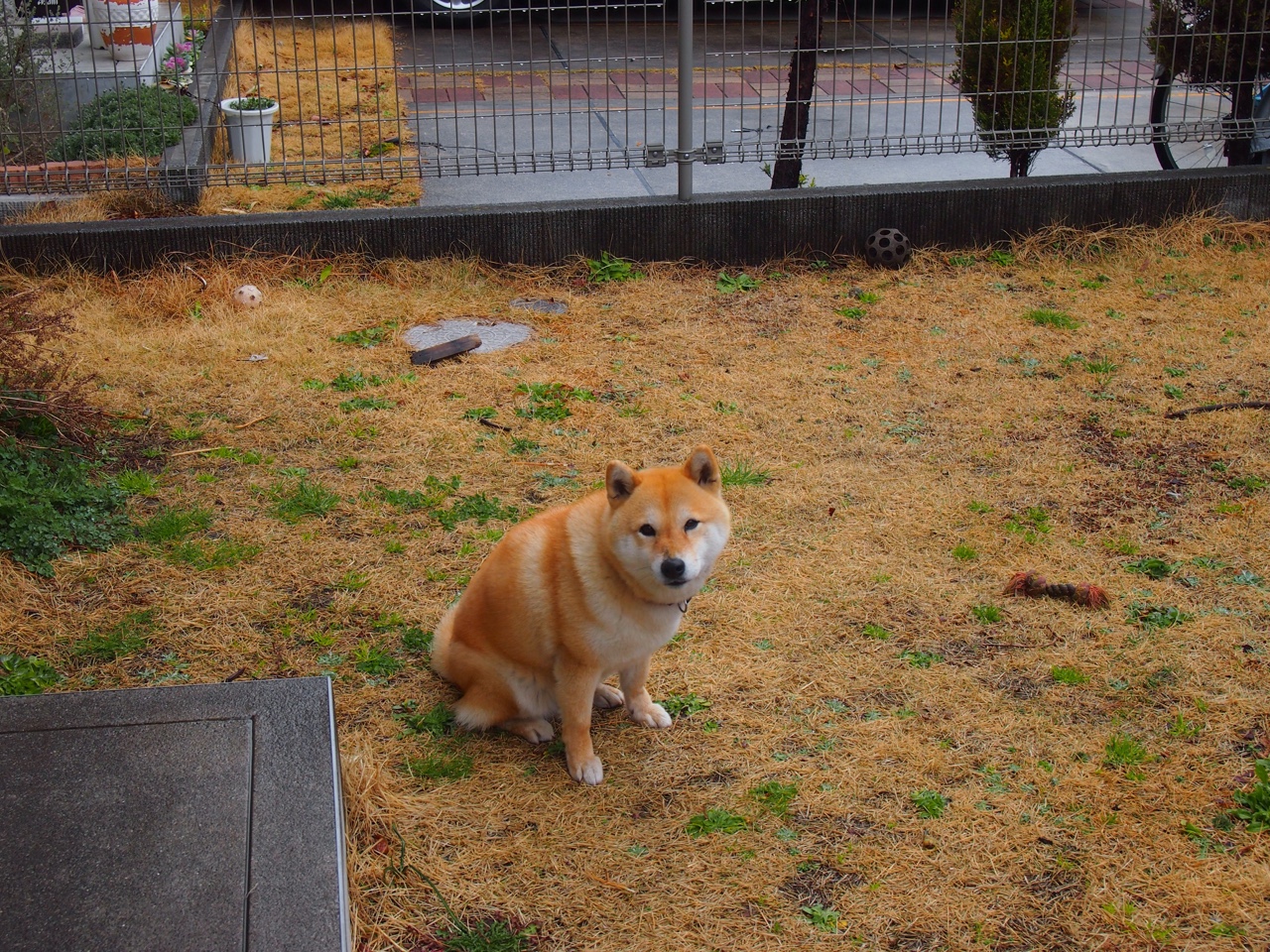 新西兰男队的阵容深度与未来规划，挑战传统强队，新西兰篮球队队员名单